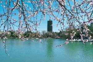 Foreign Teachers at Peking University Experience the Beauty of Chinese Art